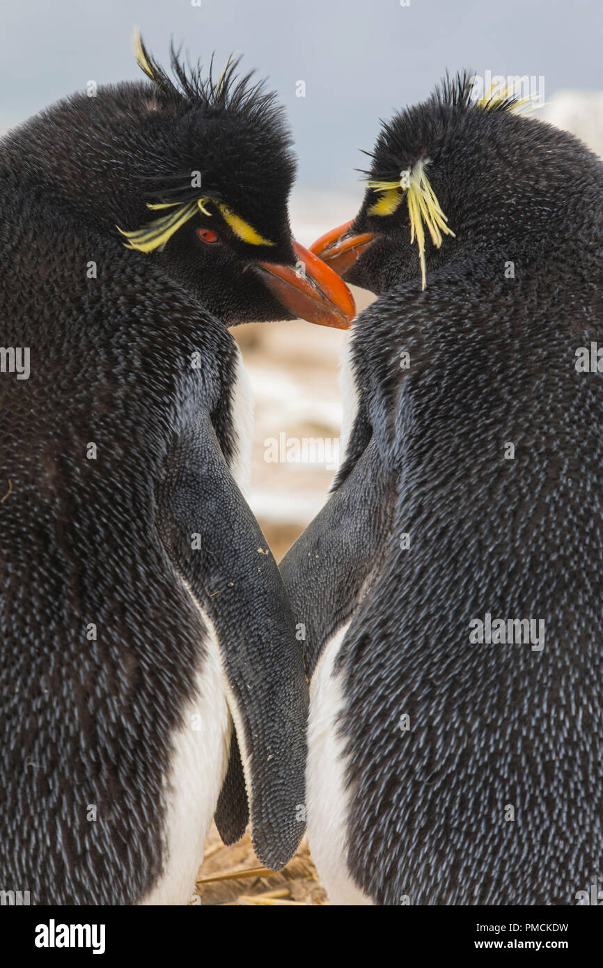 Rockhopper Pinguine, Sea Lion Island, Falkland Inseln. Stockfoto