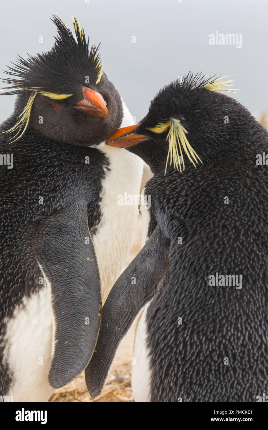 Rockhopper Pinguine, Sea Lion Island, Falkland Inseln. Stockfoto