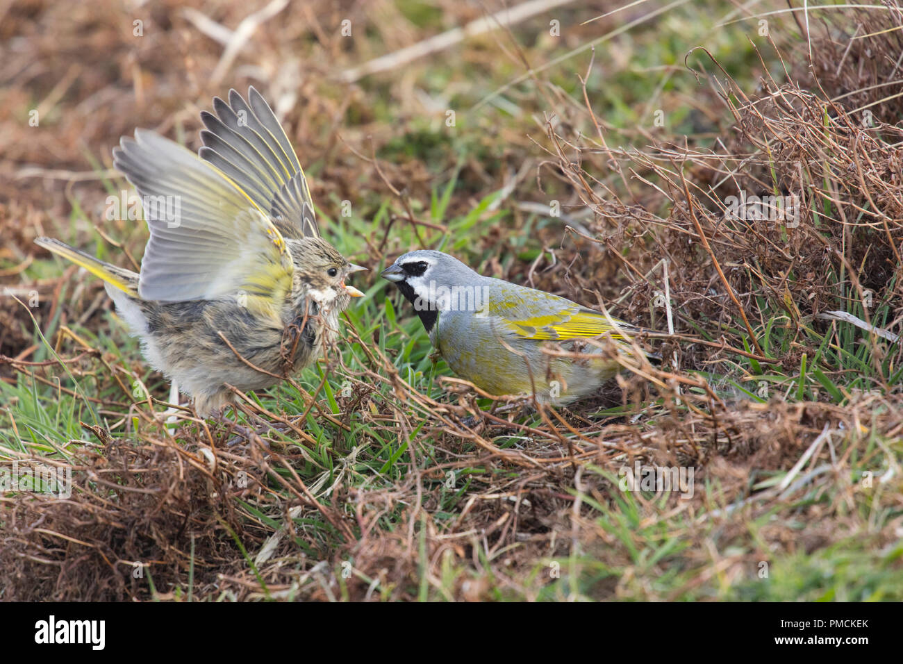 Black-throated Finch, Sea Lion Island, Falkland Inseln. Stockfoto