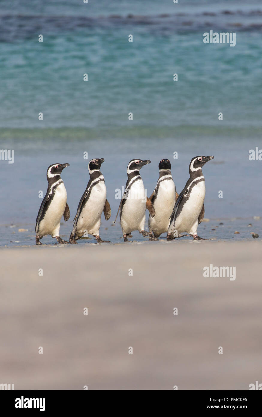 Magallanic Pinguine, Korpus Island, Falkland Inseln. Stockfoto