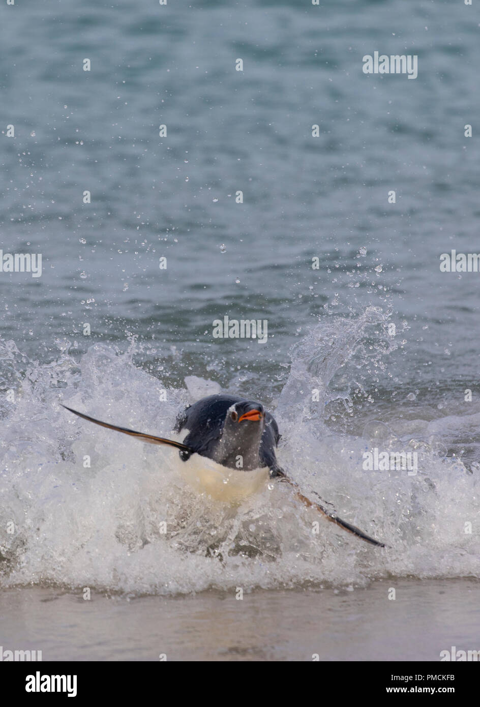 Surfen Gentoo Pinguin, Korpus Island, Falkland Inseln. Stockfoto