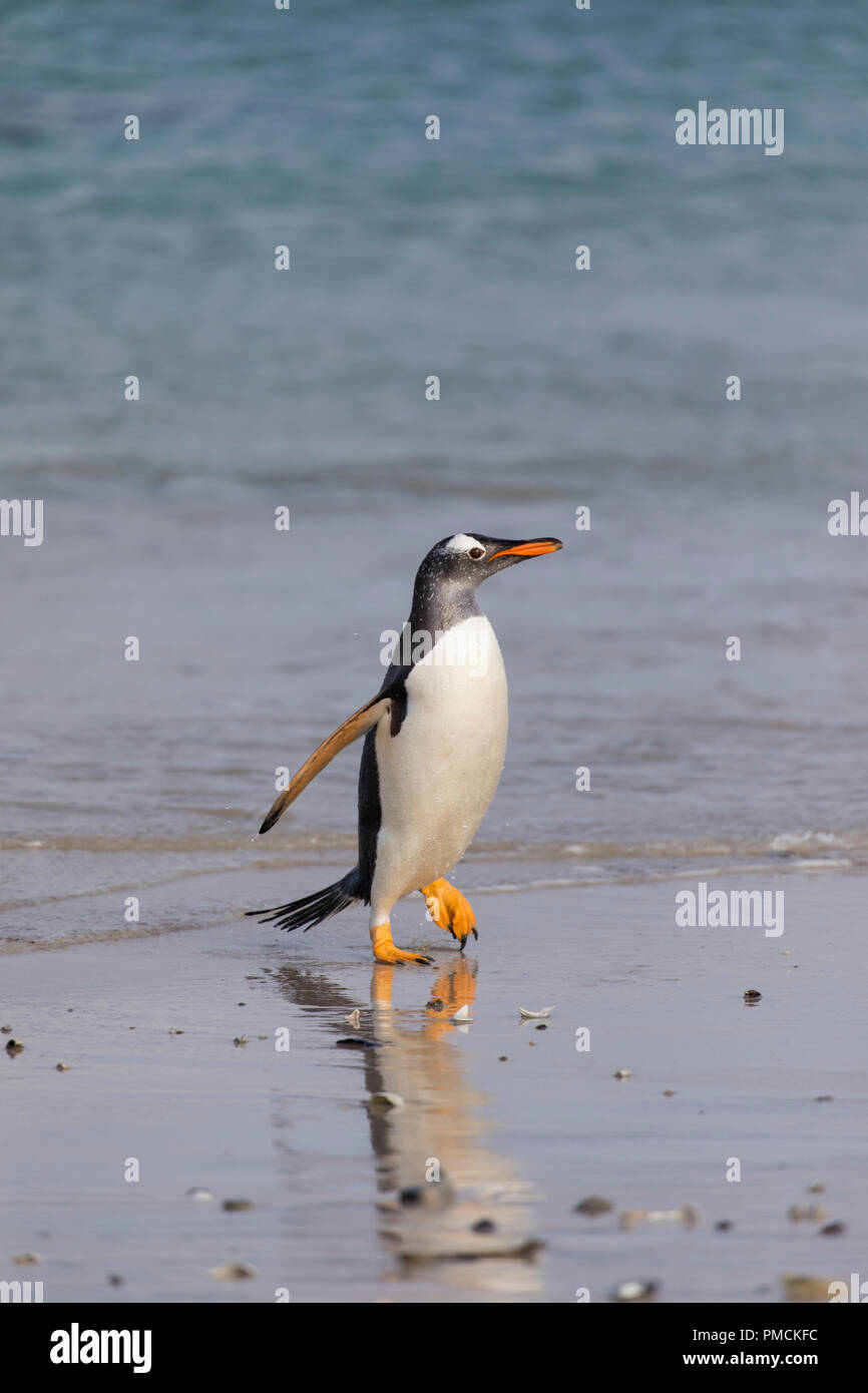 Gentoo Pinguin, Korpus Island, Falkland Inseln. Stockfoto