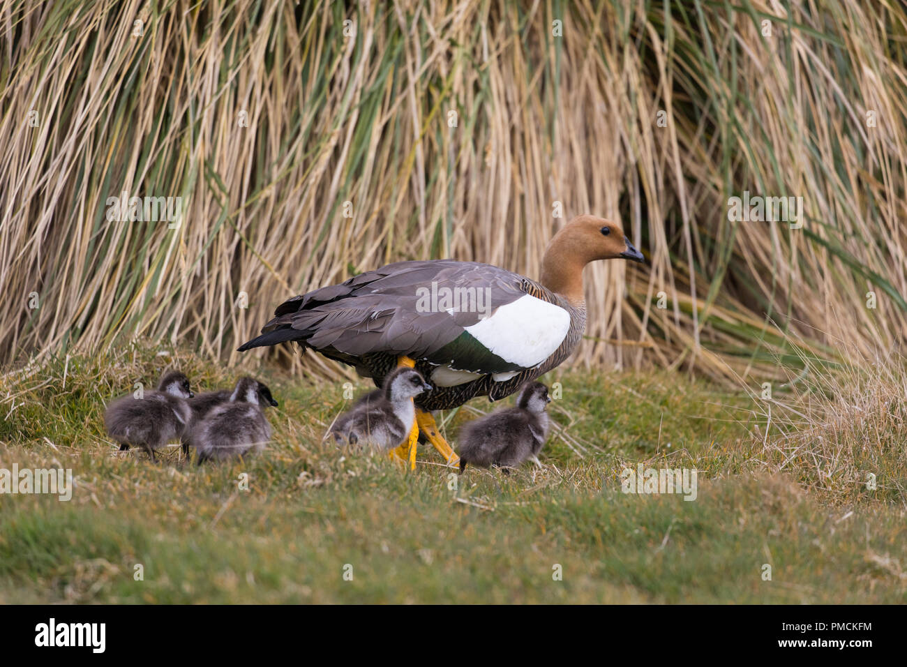 Hochland Gans mit gänschen, Korpus Island, Falkland Inseln. Stockfoto