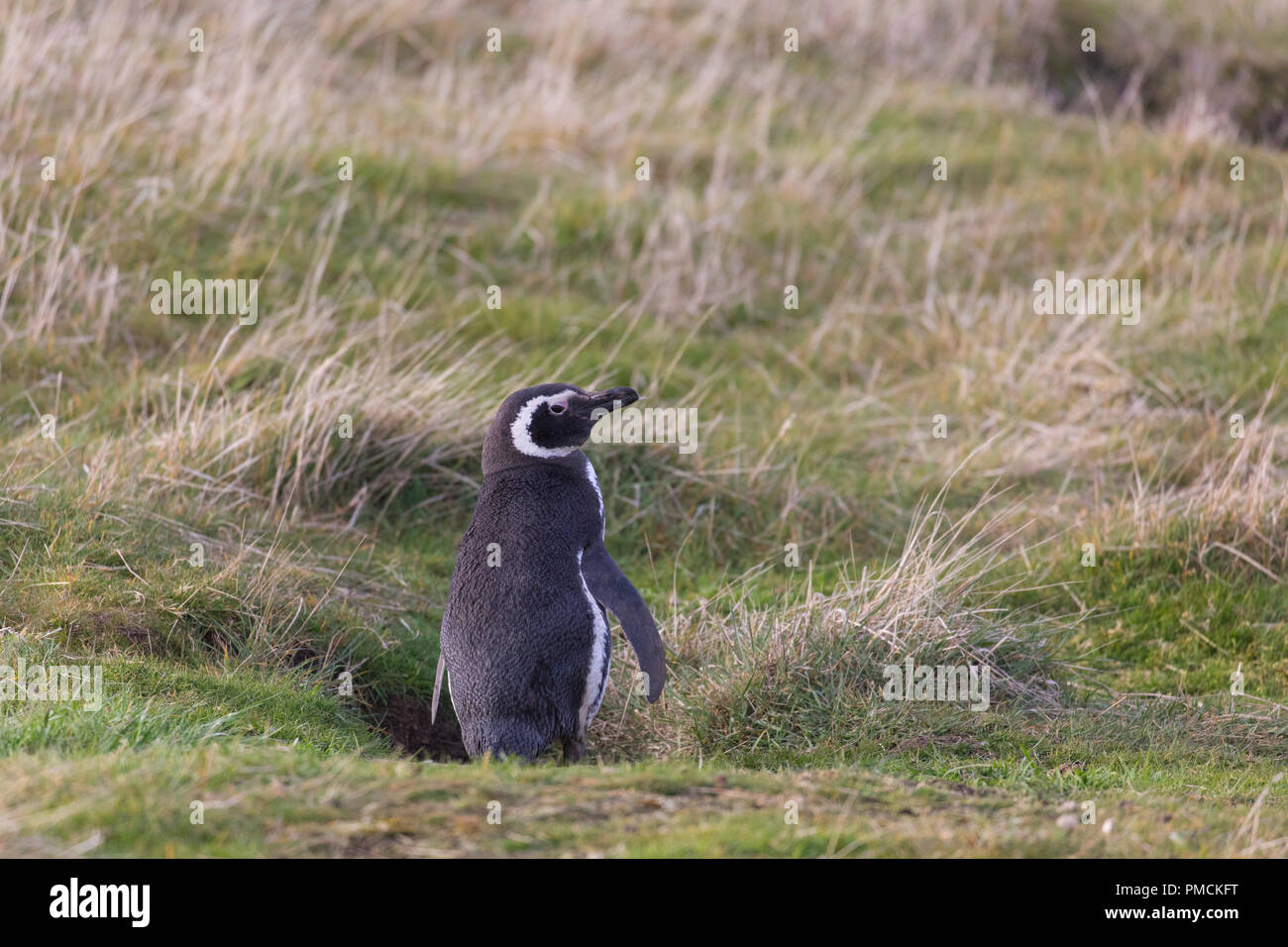 Magallanic Pinguin, Korpus Island, Falkland Inseln. Stockfoto