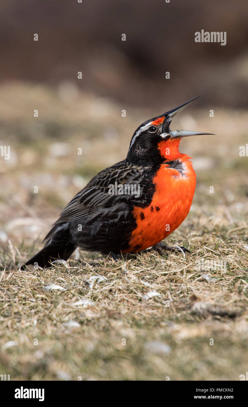 Long-tailed Meadowlark, Korpus Island, Falkland Inseln. Stockfoto