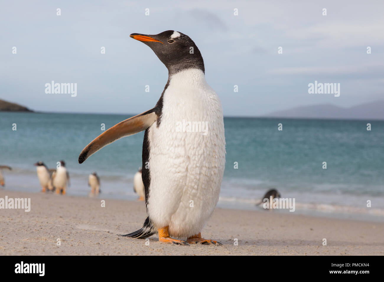 Gentoo Pinguin, Korpus Island, Falkland Inseln. Stockfoto