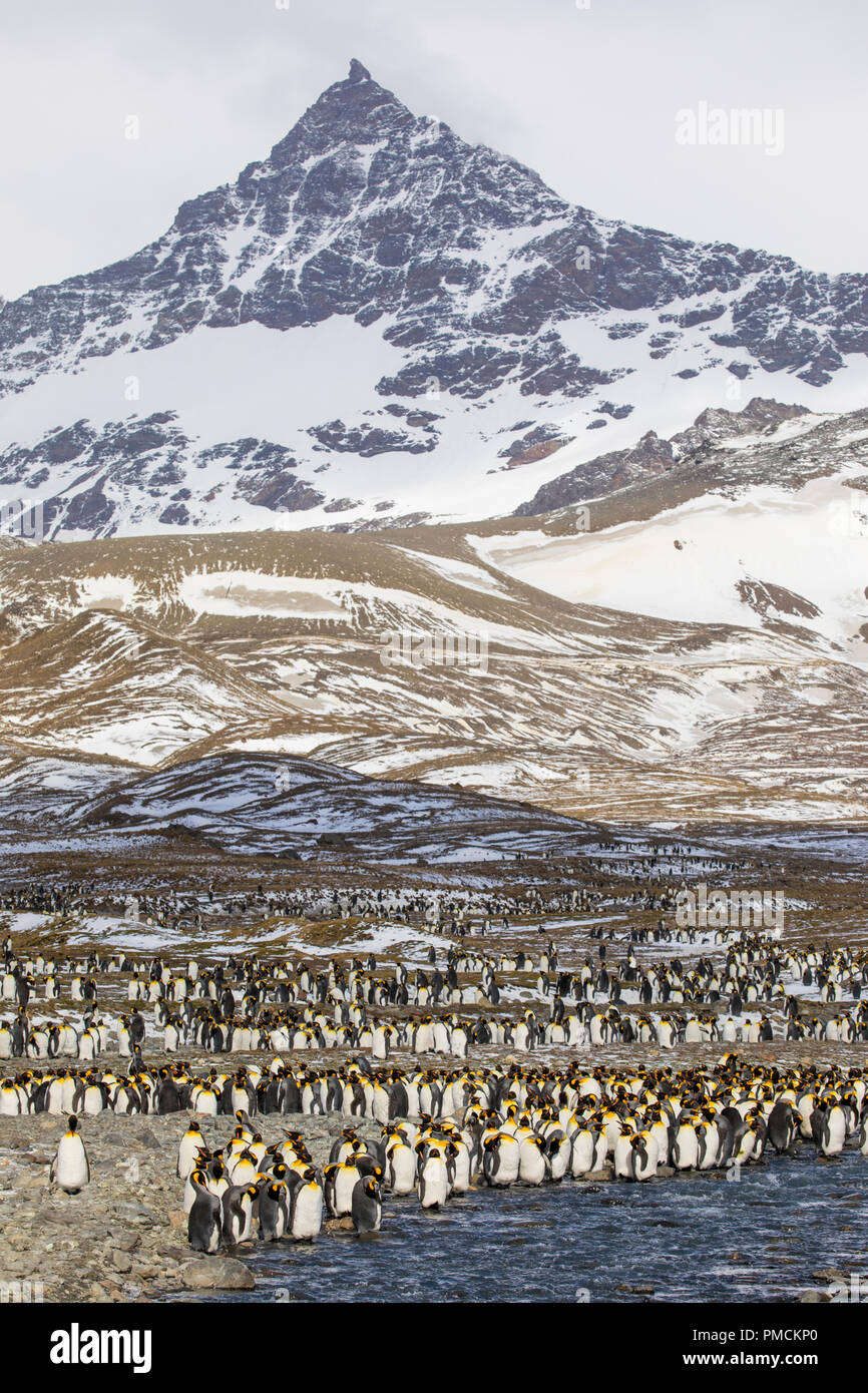 Königspinguine, St Andrews Bay, South Georgia, Antarktis. Stockfoto