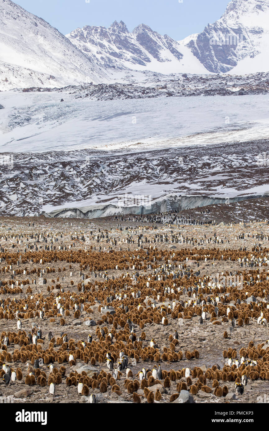 Königspinguine, St Andrews Bay, South Georgia, Antarktis. Stockfoto