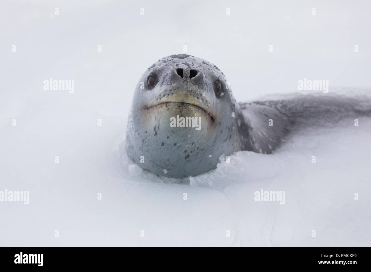 Leopard Seal, Right Whale Bay, South Georgia, Antarktis. Stockfoto