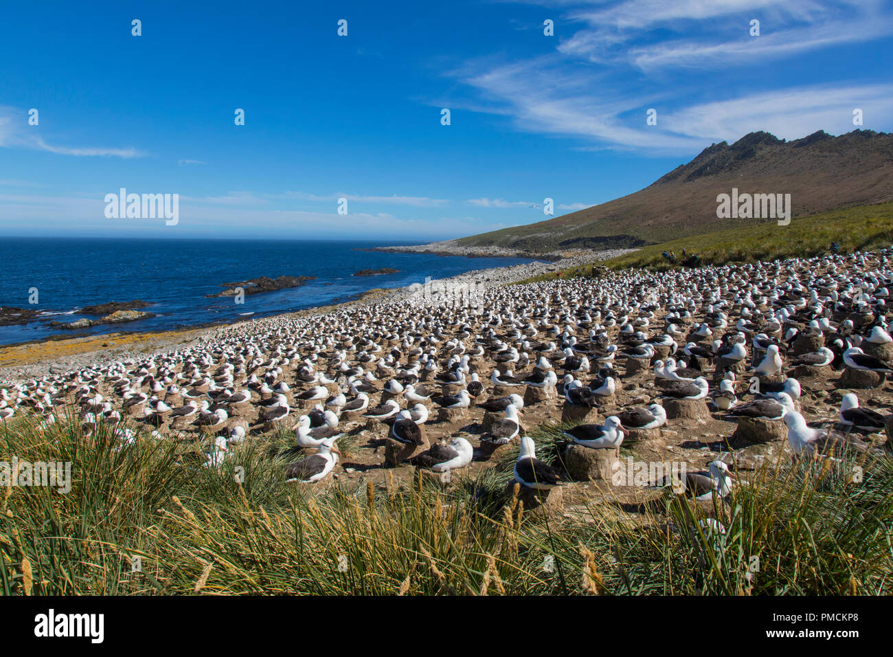 Schwarz der tiefsten Albatross Kolonie, Kirchturm Jason Island, Falkland Inseln. Stockfoto