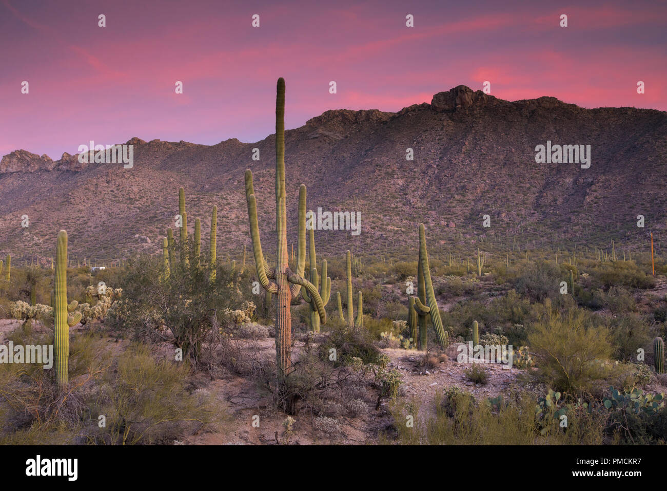 Sonnenuntergang in den Tortolita Mountains in Arizona. Stockfoto