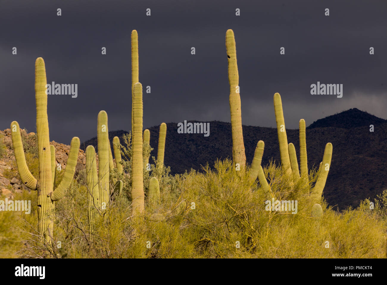 Saguaro Kaktus, Tortolita Mountains, Tucson, Arizona. Stockfoto