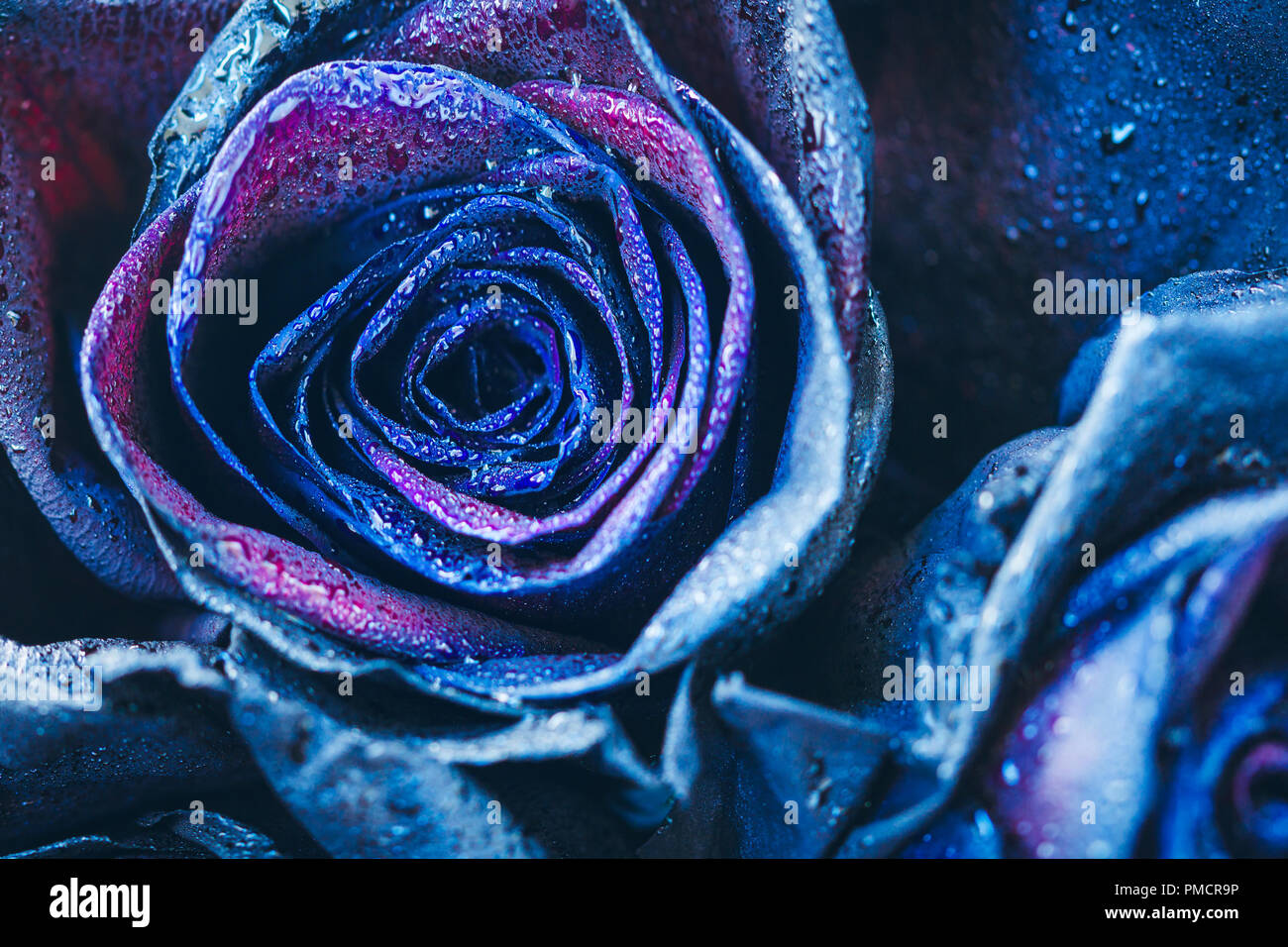 Makrofotografie Von Blue Neon Rosen Mit Regentropfen Fantasie Und Magie Selektive Konzentrieren Stockfotografie Alamy