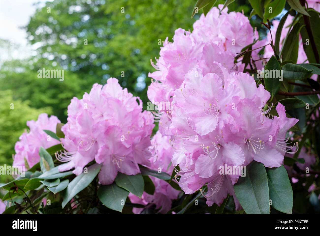 Nahaufnahme der Rhododendron 'Mrs E.C. Stirling" in Blume Stockfoto