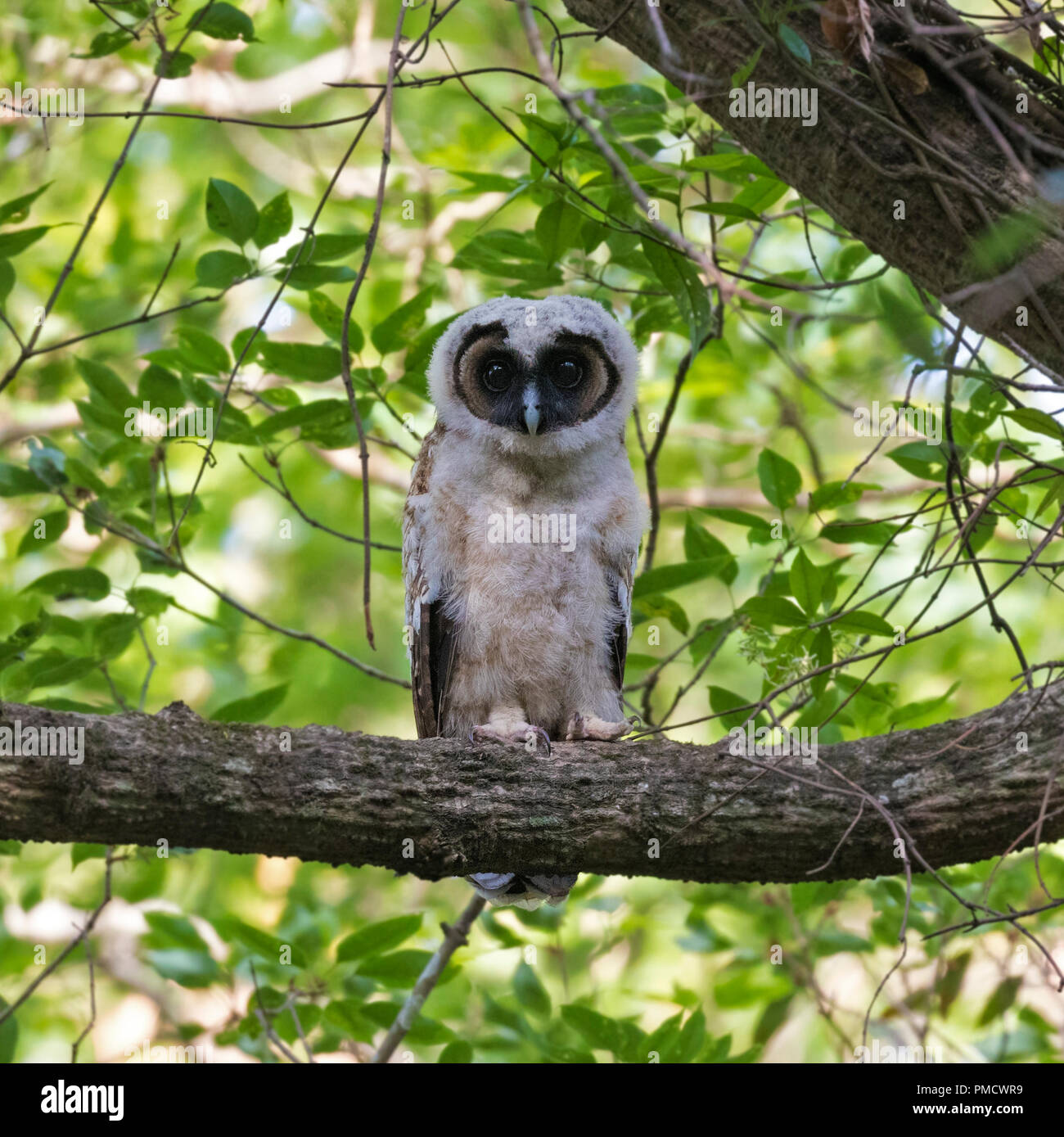 Wenige Wochen alten Küken aus braunem Holz Eule thront in einem wunderschönen Wald und starren Stockfoto
