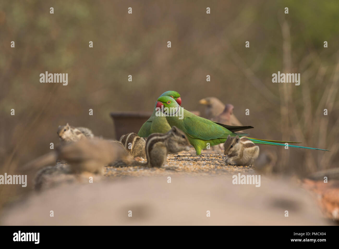 Rose Ringed parakeet Fütterung Mais inmitten Eichhörnchen in einem städtischen Park Stockfoto