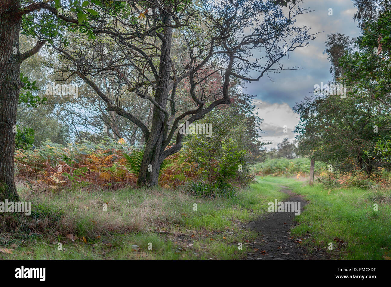 Ein Baum in Calderwood Country Park. Stockfoto