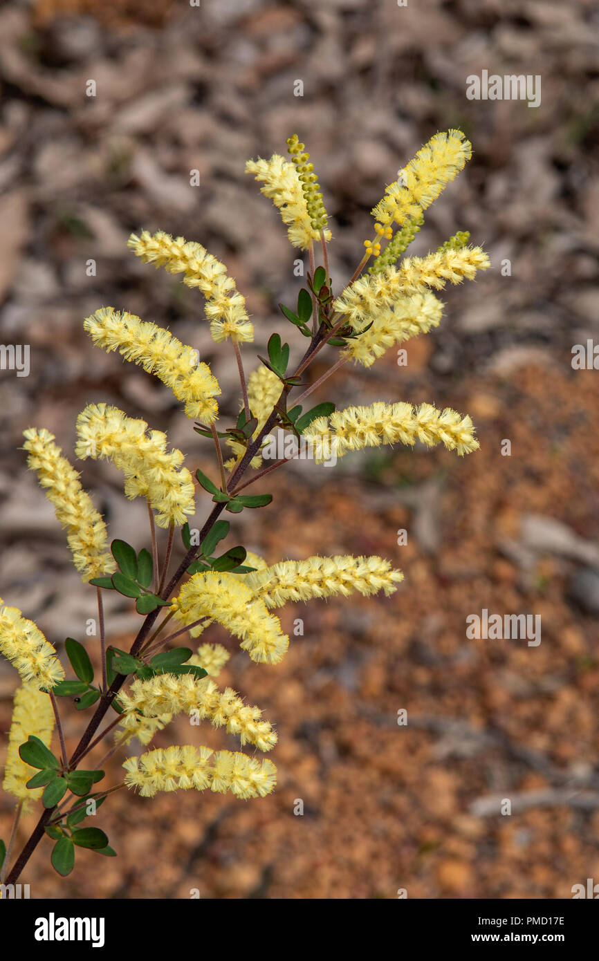 Acacia drummondii drummondii, Zwerg Drummonds Wattle Stockfoto