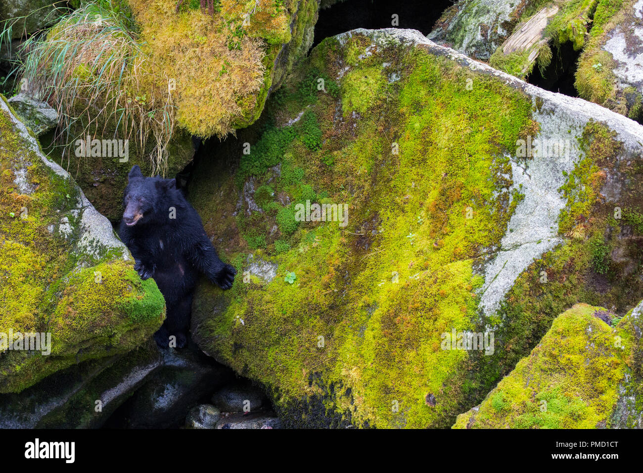 Anan Creek tragen Sternwarte, Tongass National Forest, Alaska. Stockfoto