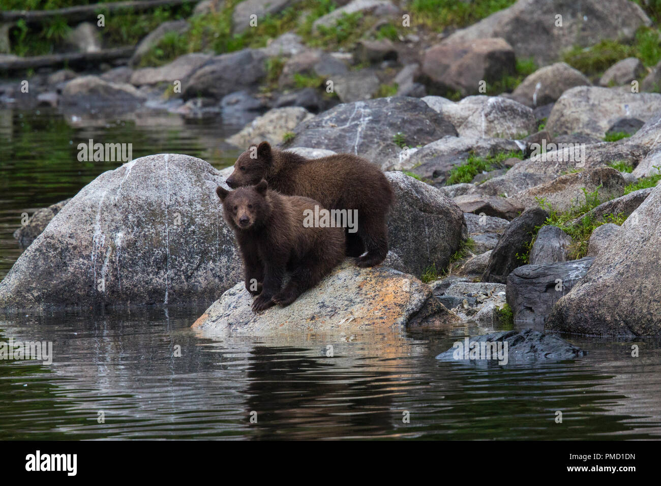 Braunbären, Baranof Island, Tongass National Forest, Alaska. Stockfoto