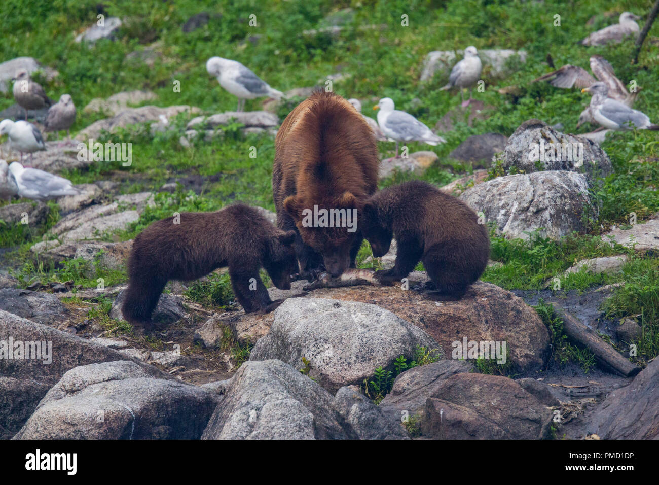 Braunbären, Baranof Island, Tongass National Forest, Alaska. Stockfoto