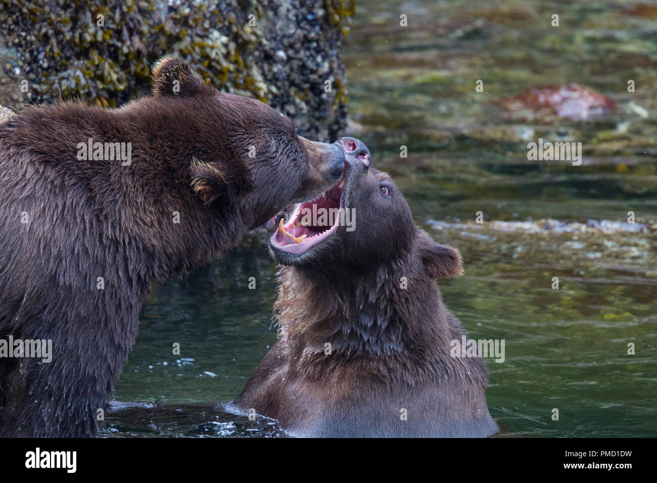 Braunbären, Baranof Island, Tongass National Forest, Alaska. Stockfoto