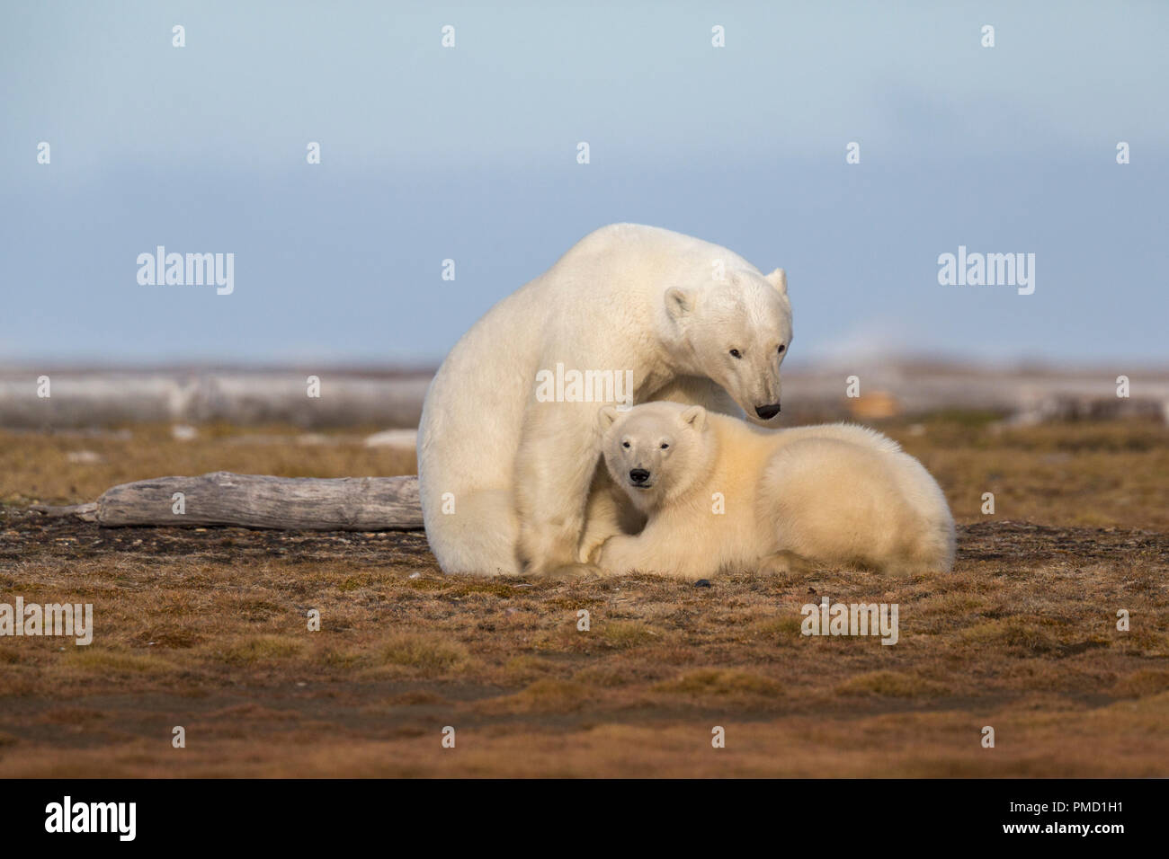 Eisbären (Ursus Maritimus), Arctic National Wildlife Refuge, Alaska. Stockfoto
