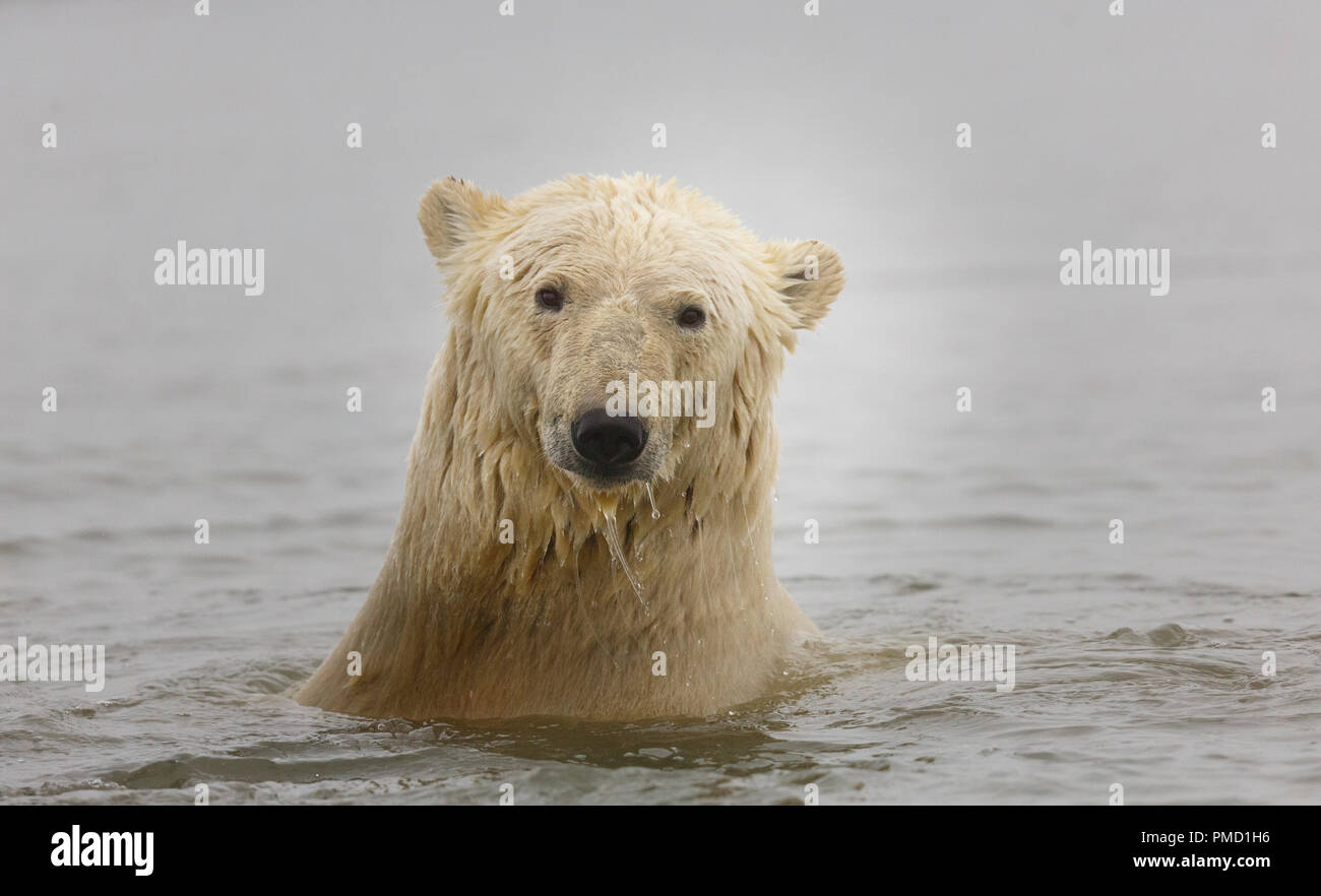 Eisbären (Ursus Maritimus), Arctic National Wildlife Refuge, Alaska. Stockfoto