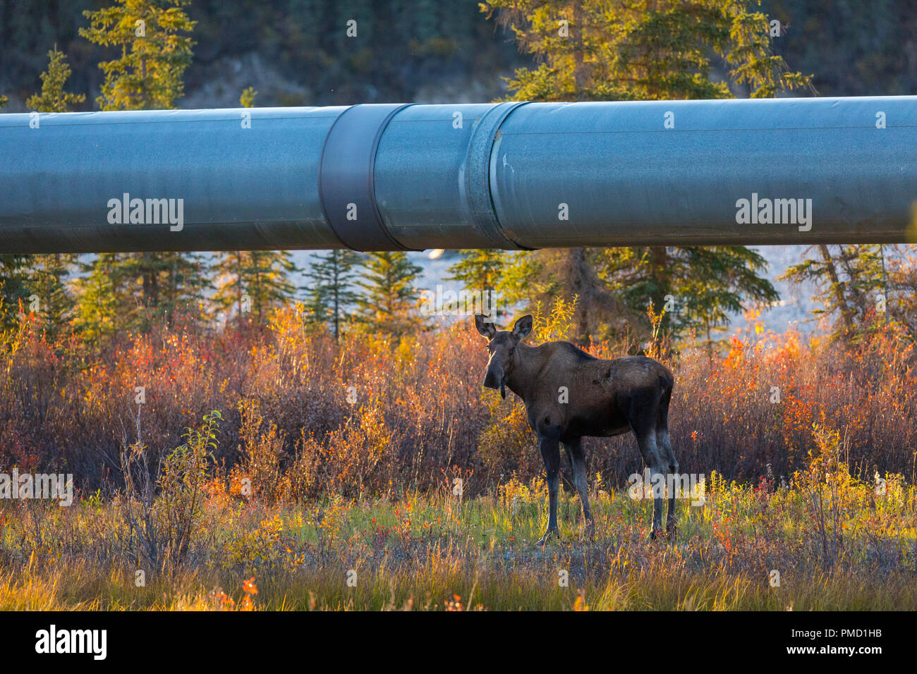 Elche und die alyeska Trans Alaska Pipeline, Brooks Range, Arktische Alaska. Stockfoto