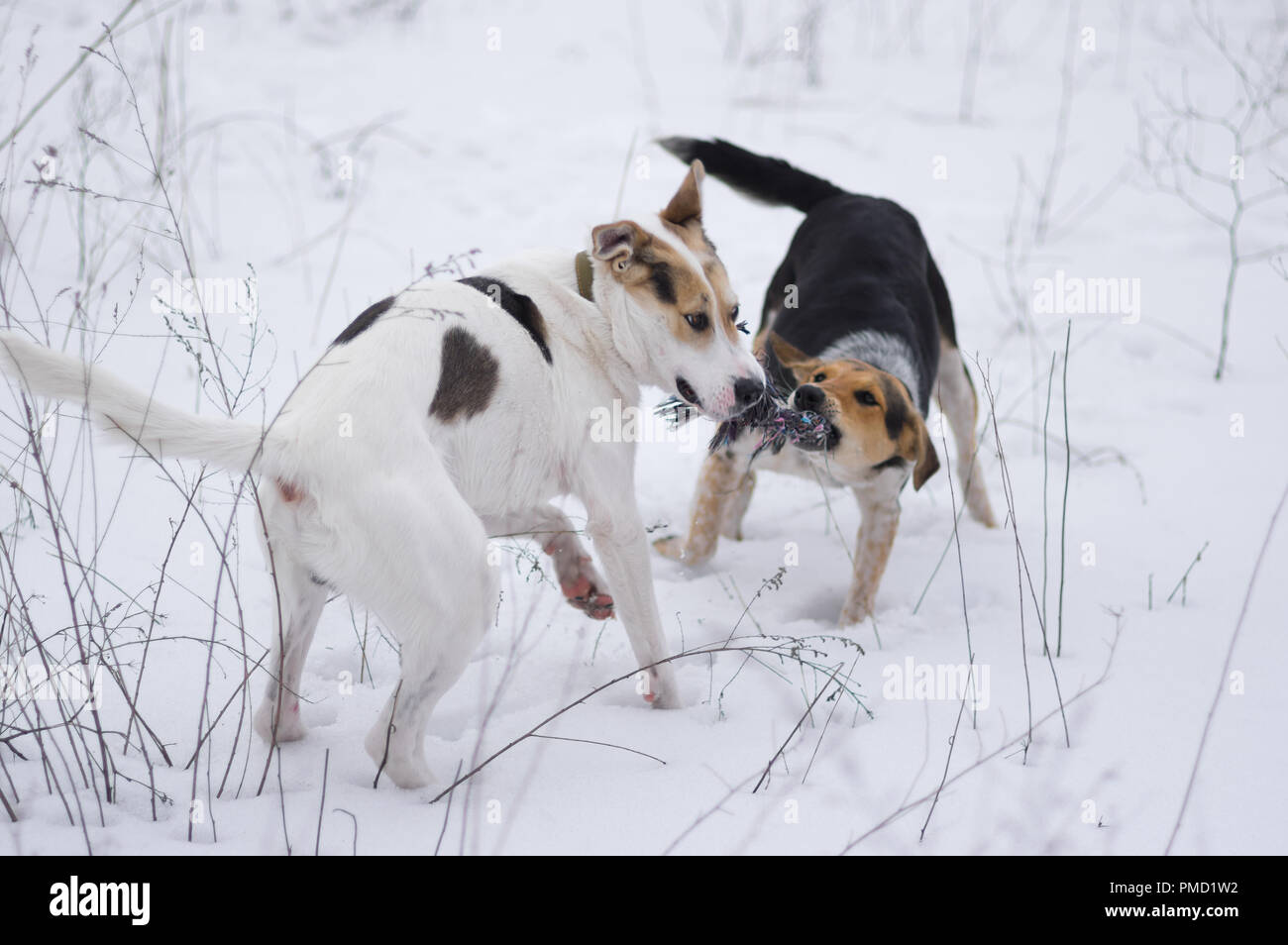 Gemischte Rasse Weiße und Schwarze Hunde spielen mit Seil im Schnee Stockfoto