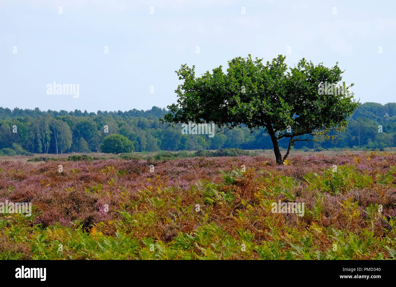 Roydon gemeinsame, West Norfolk, England Stockfoto