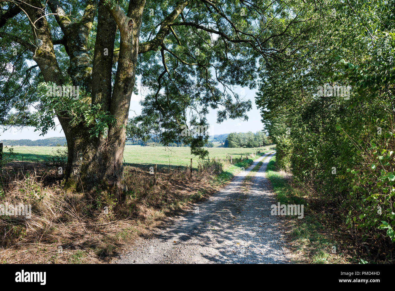 Ein Track über die Felder im Sommer mit einem alten Baum an der Seite. Stockfoto