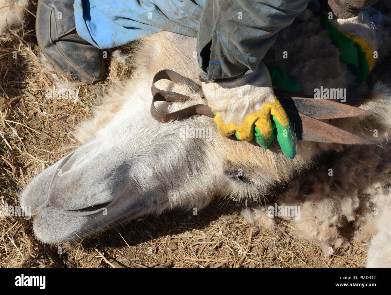 Bactrian camel Scheren (Clipping) an der Kamel Farm" Aksarayskiy", Kaliningrad Region, Russland Stockfoto