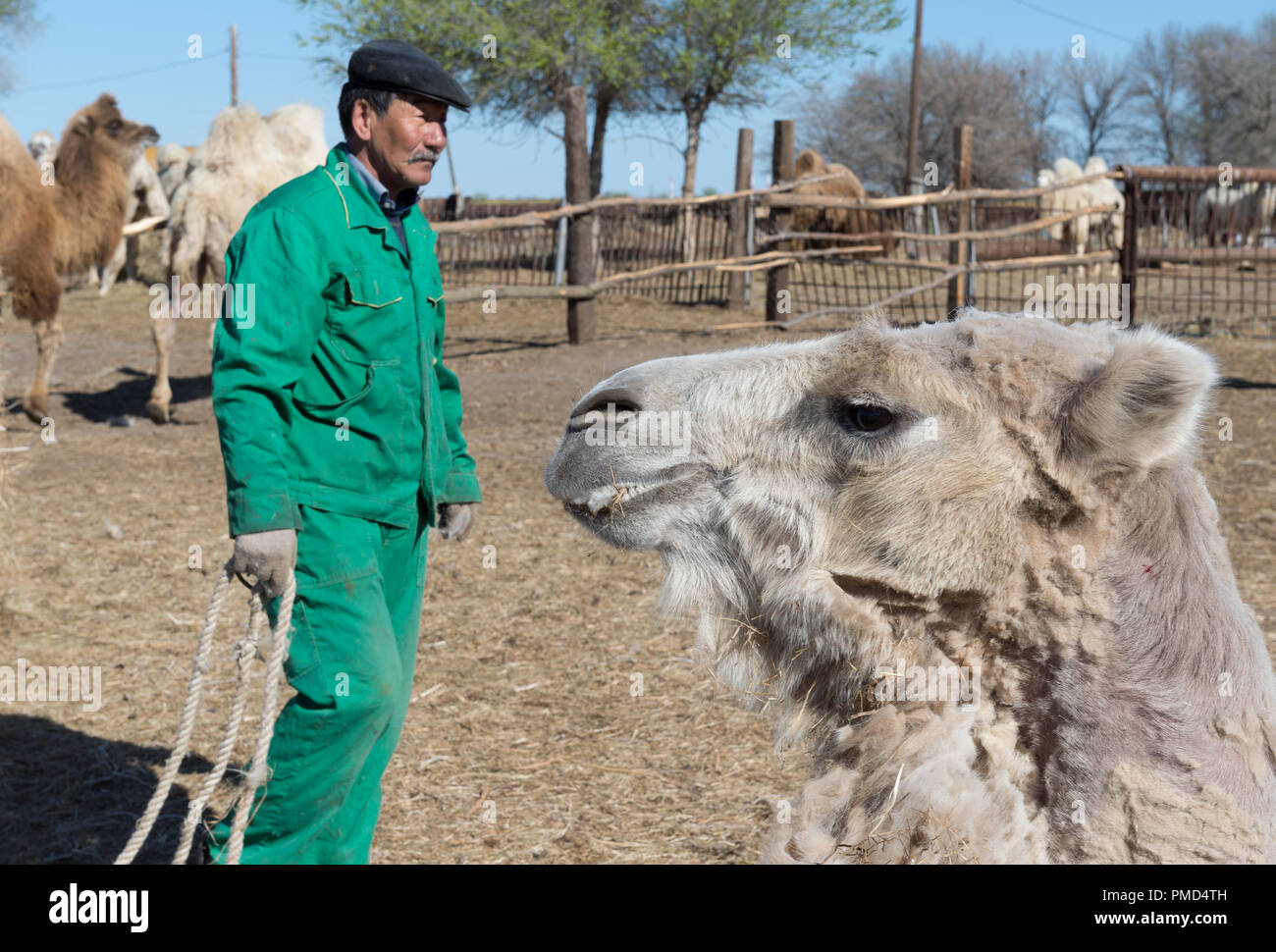 Bactrian camel Scheren (Clipping) an der Kamel Farm" Aksarayskiy", Kaliningrad Region, Russland Stockfoto