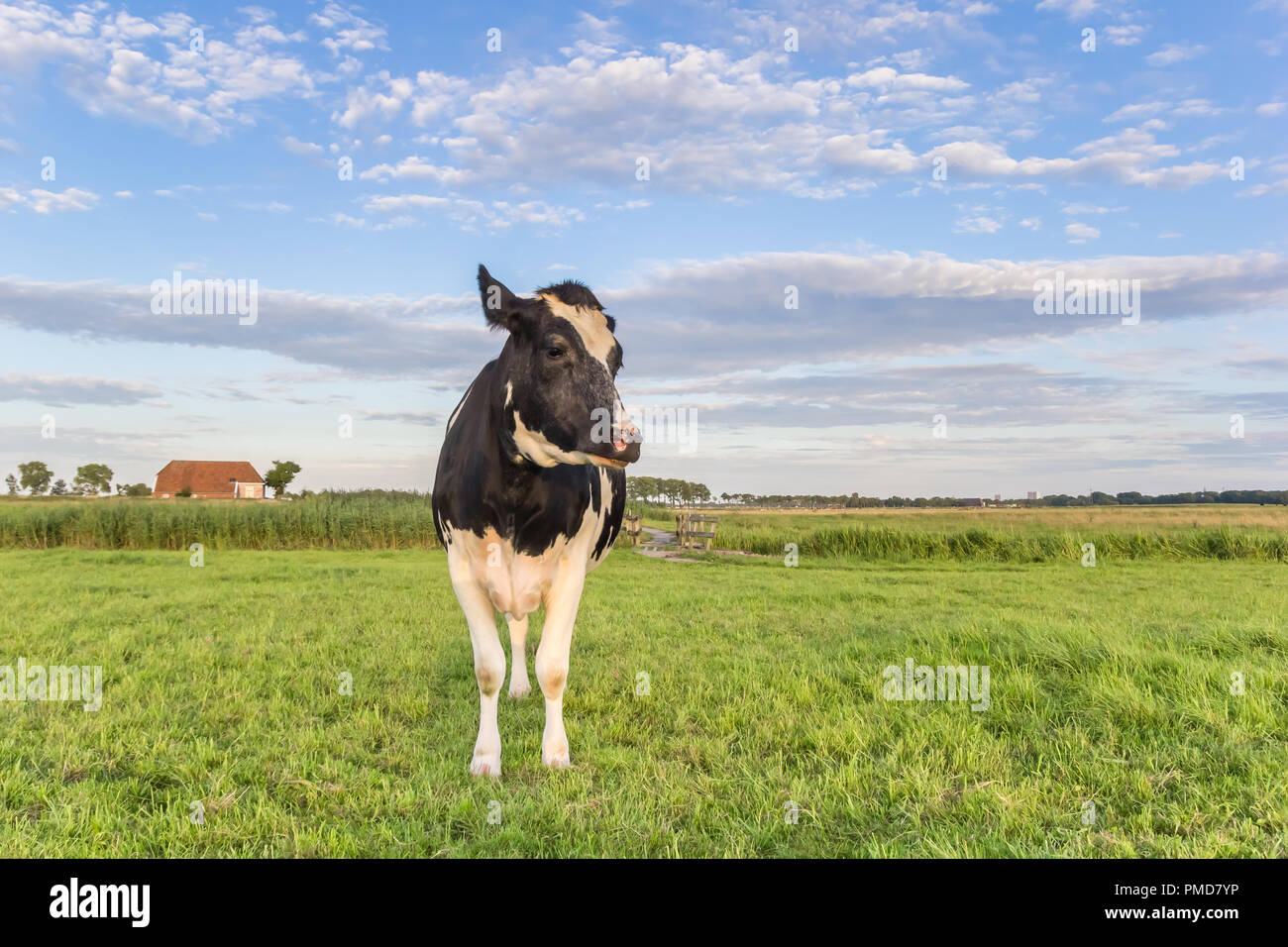 Niederländische schwarze und weiße Kuh und ein Bauernhof in Groningen, Niederlande Stockfoto