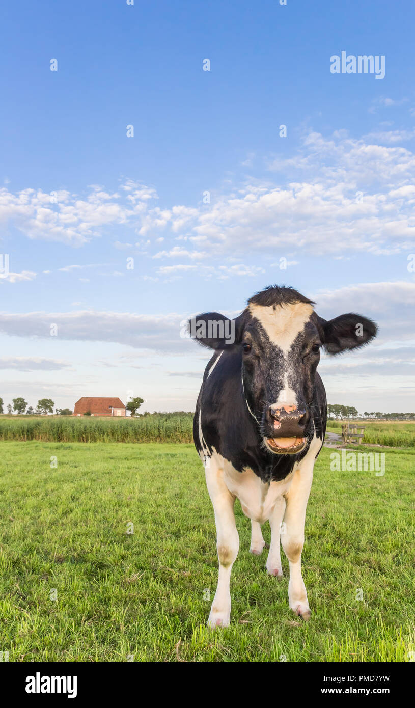 Niederländische schwarze und weiße Kuh und ein Bauernhof in Groningen, Niederlande Stockfoto