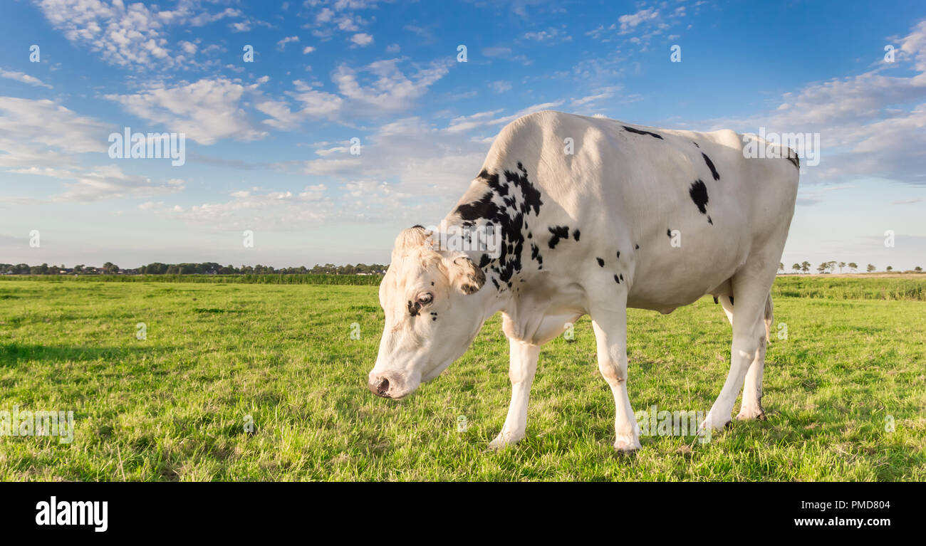 Panorama von einer weissen Kuh im Grasland von Groningen, Holland Stockfoto