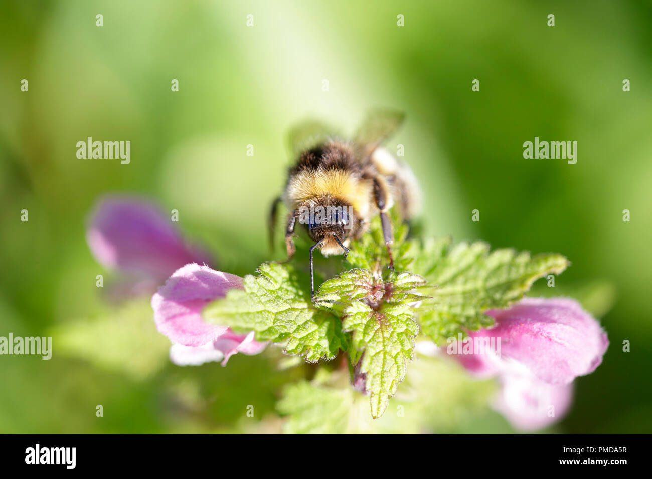 Hummel auf der Suche nach Pollen in brennnessel Blumen. Flache Freiheitsgrad. Stockfoto