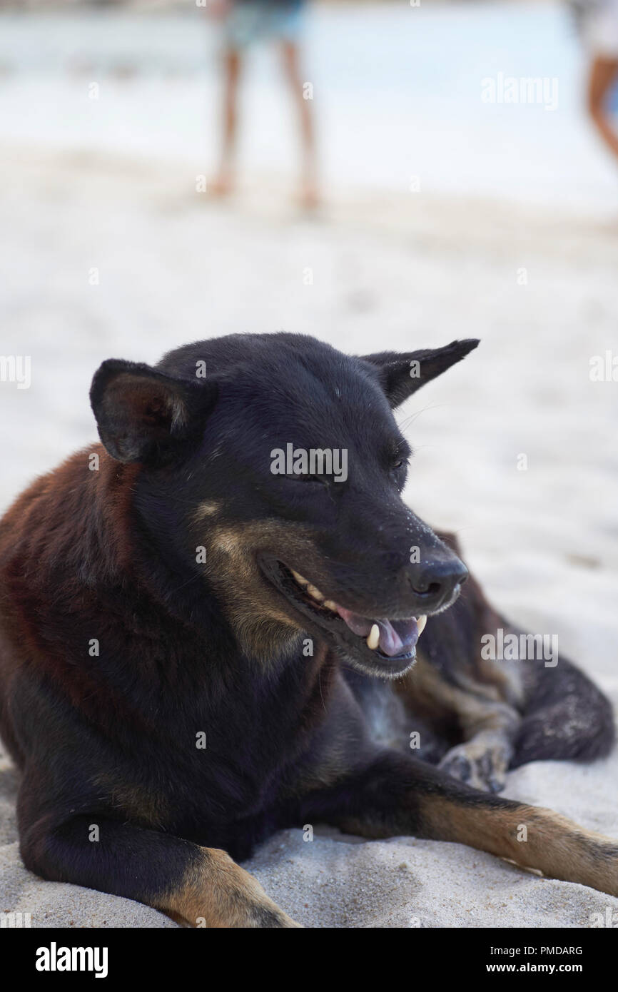 Thai Strand Hund im Sand liegend Stockfoto