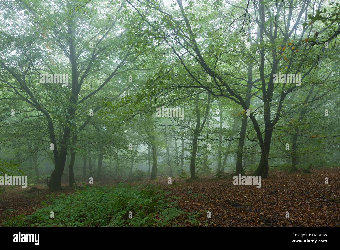 Anfang Herbst am Beacon Hill Wood in der Mendip Hills in Somerset, England. Stockfoto