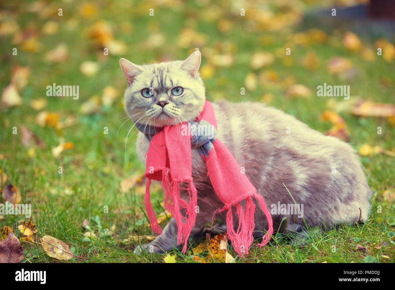 Herbst Porträt der kleinen Kätzchen die rosa-grauen gestrickten Schal tragen. Katze sitzt im Freien auf gefallene gelbe Blätter in einem Garten Stockfoto