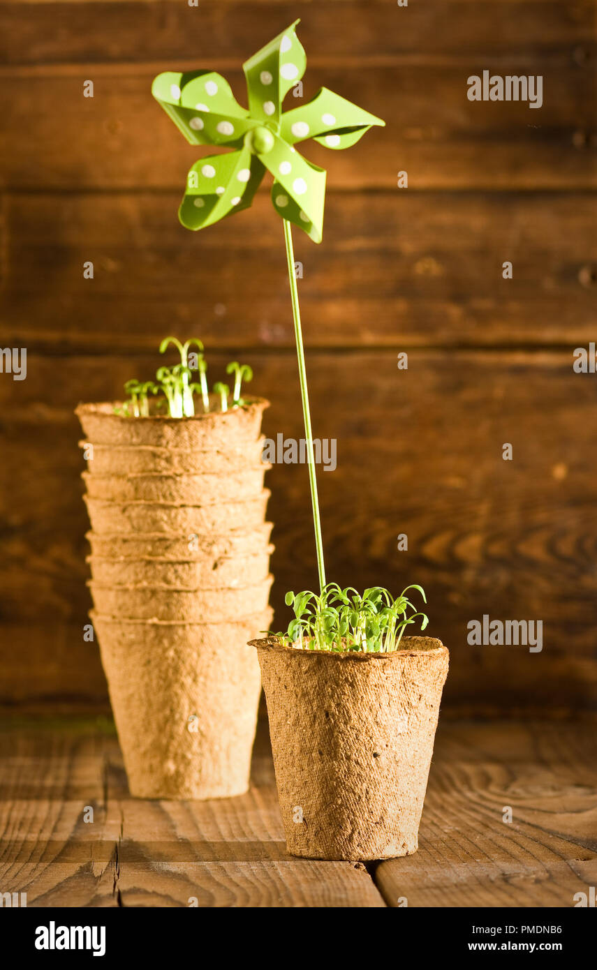 Topfpflanzen Sämlinge wachsen in Metall Topf und Garten Werkzeuge Stockfoto