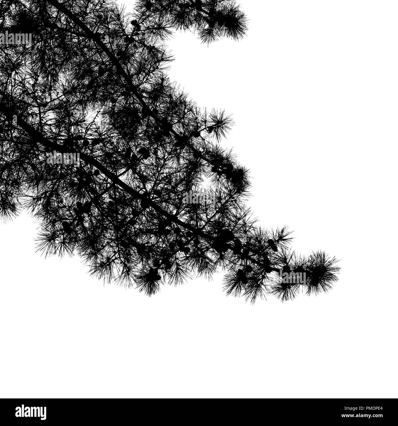 Pine Tree Branches mit langen Nadeln und Zapfen, close-up, natürliche Quadratische schwarze Silhouette Foto Stockfoto