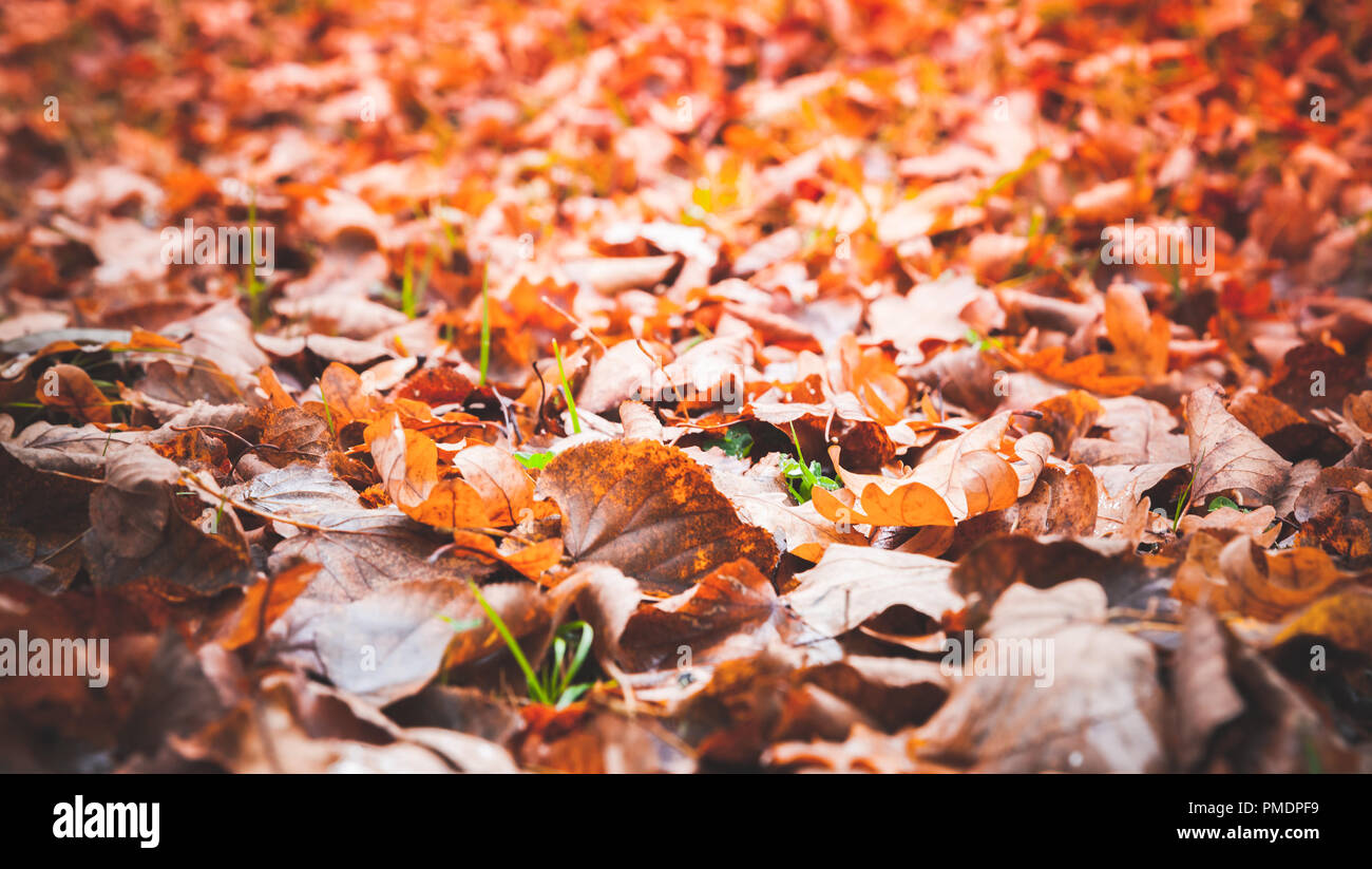 Gefallen rote Blätter lag auf dem Boden im Park. Natürliche Herbst Hintergrund Foto Stockfoto