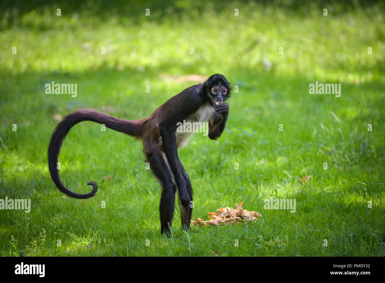 Geoffroy's Spider Monkey essen. Dieses primas wird auch als schwarz-übergeben spider Monkey oder Ateles geoffroyi bezeichnet. Stockfoto