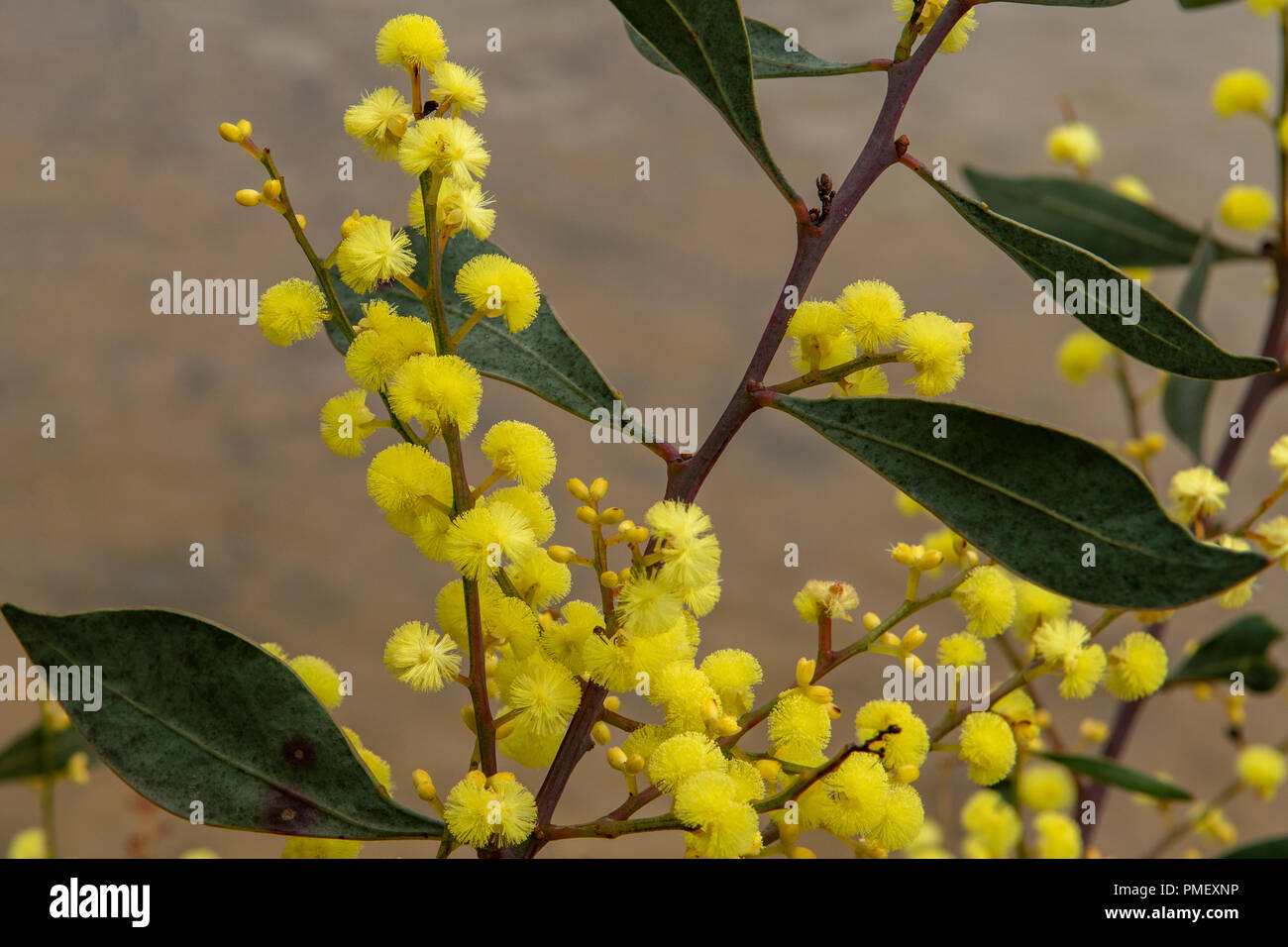 Myrtlifolia, Myrte Wattle Acacia Stockfoto