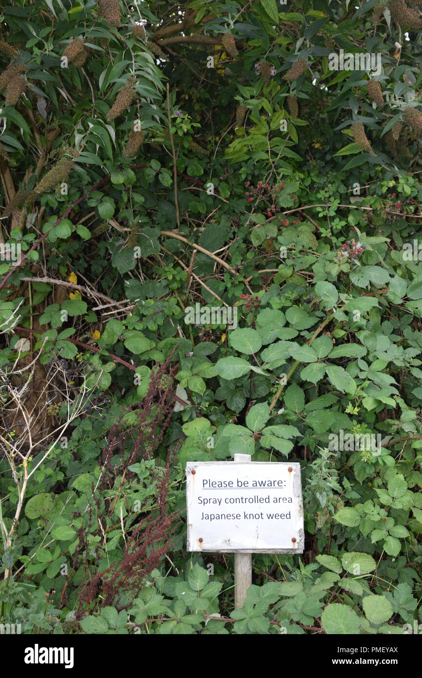 Japanische Knoten Unkraut sprühen Warnschild, Cornwall, Großbritannien Stockfoto