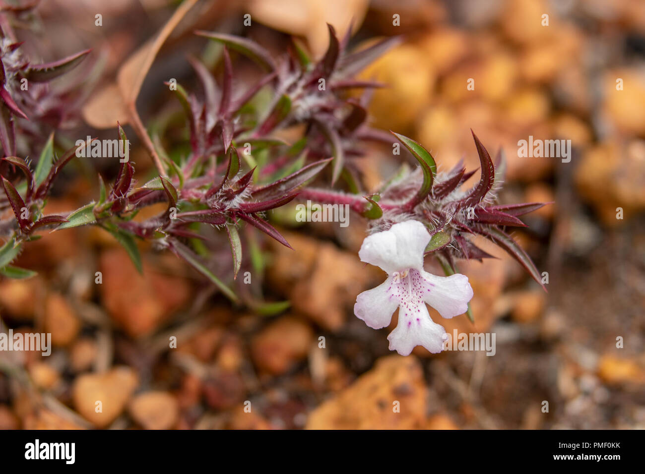 Hermiandra linearis, mehr weiße Snakebush Stockfoto