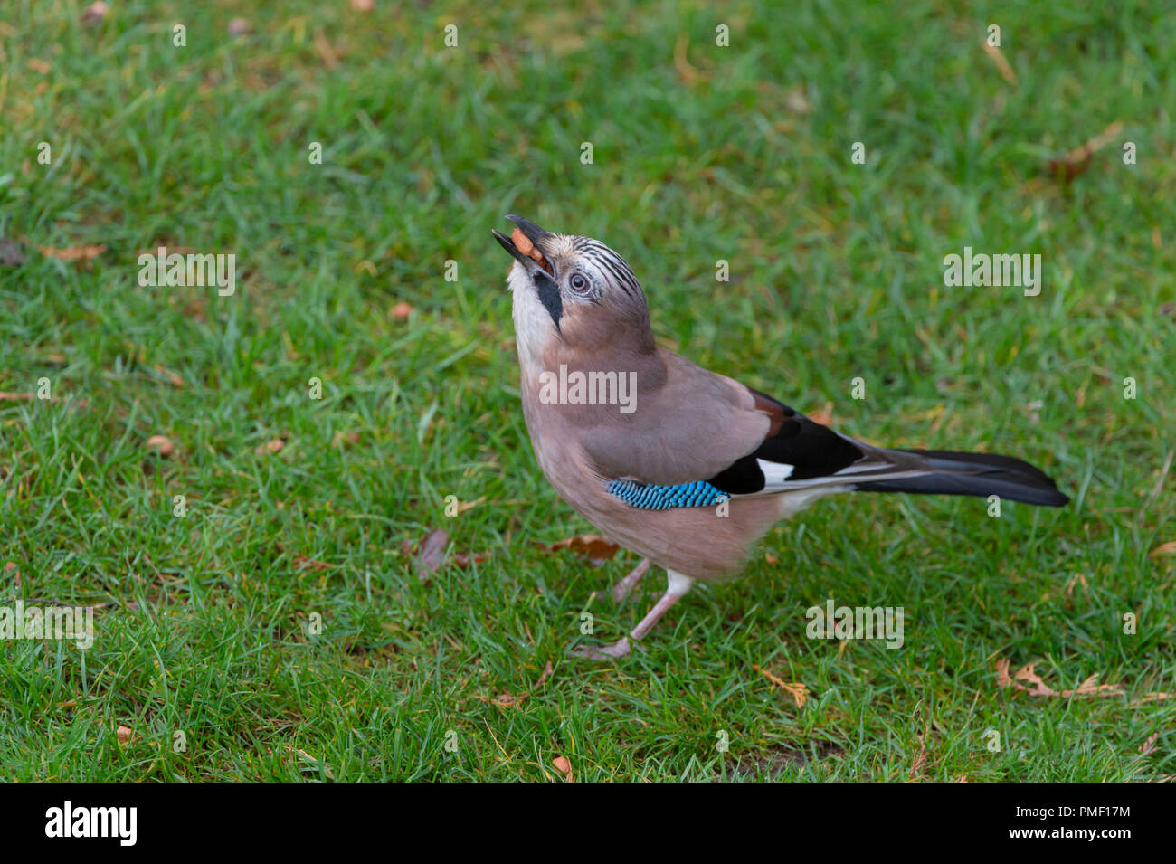 Europäische Jay mit Erdnüssen in Mund stehen im Gras Stockfoto