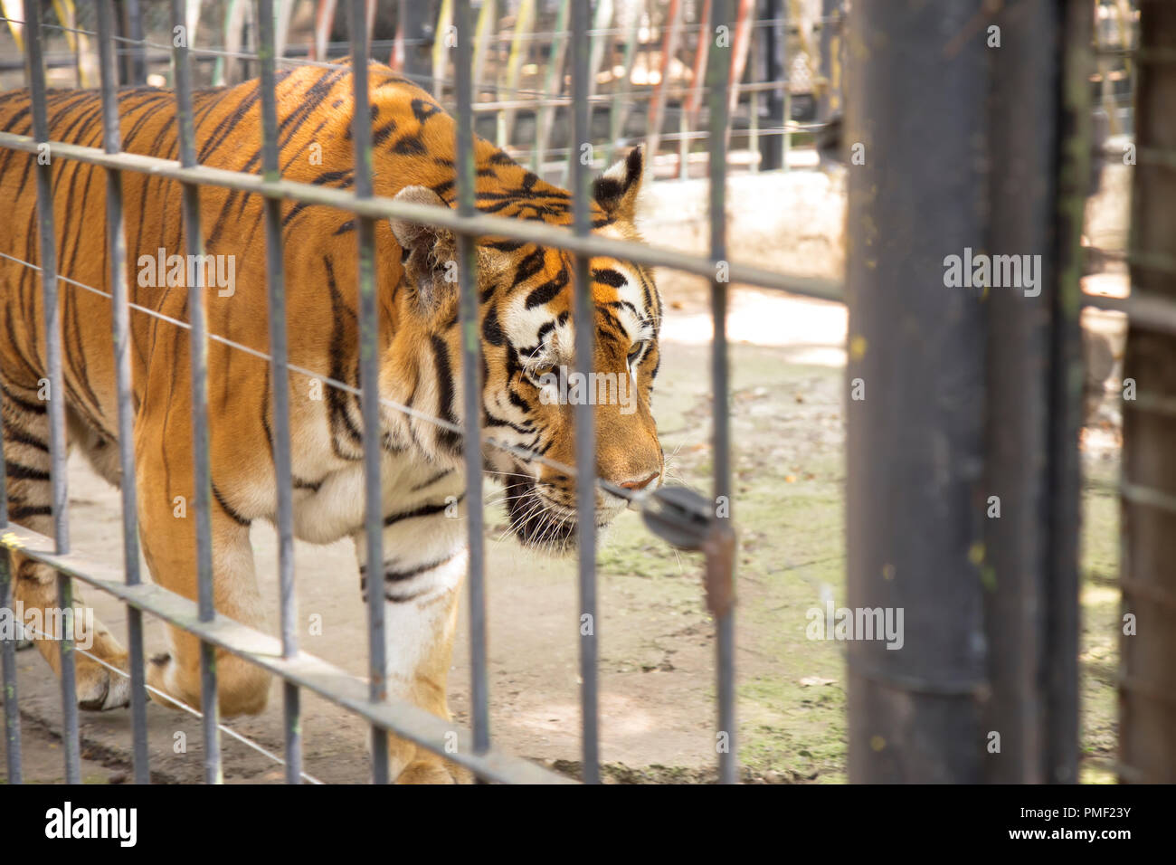 Sibirische Tiger gefangen im Zoo Stockfoto